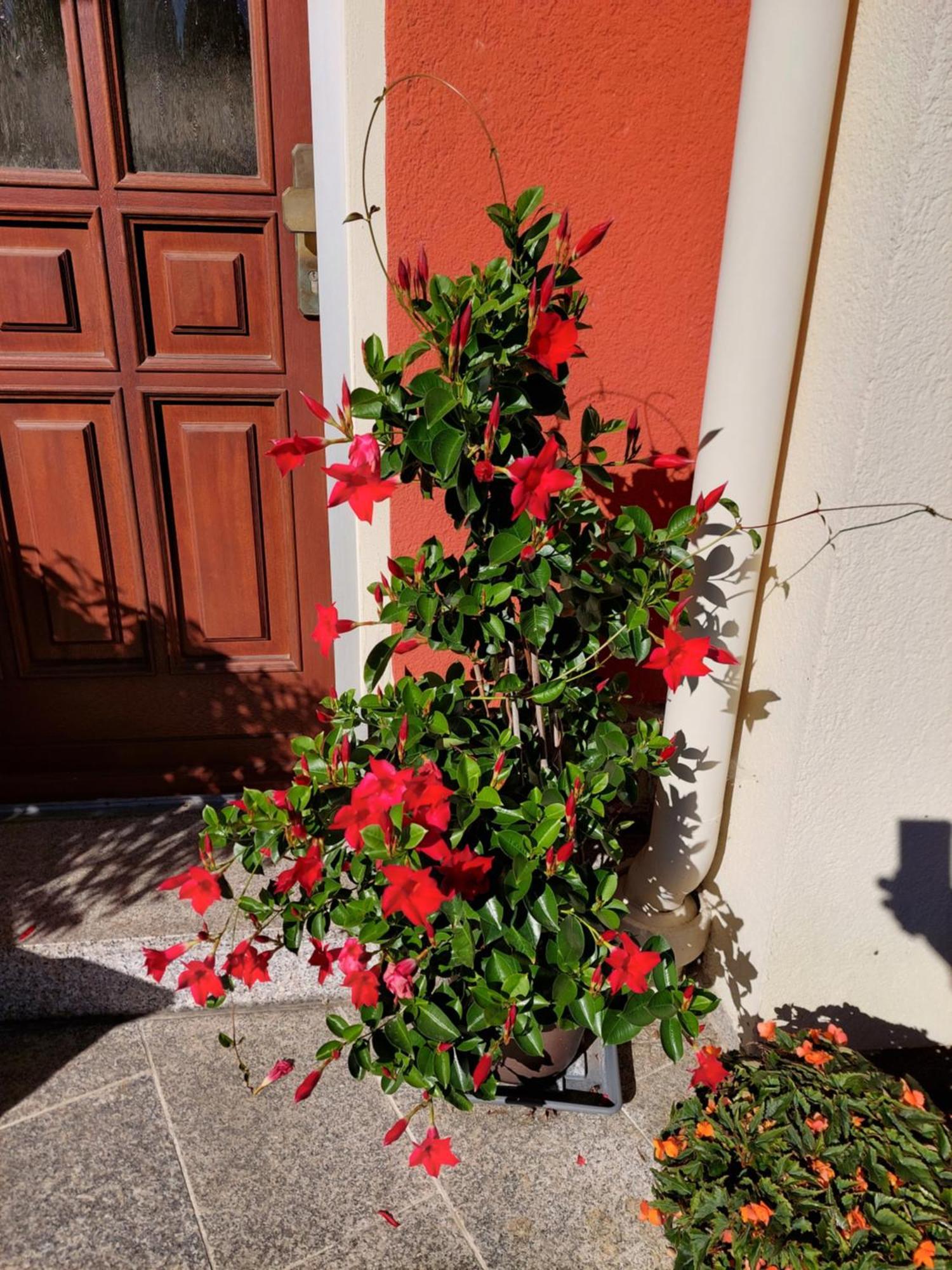 Villa Helvetia Bad Elster Dış mekan fotoğraf